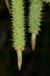 Cypress swamp sedge